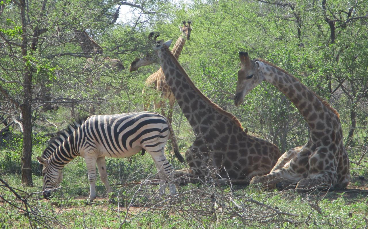 Woodpecker Lodge B&B Hoedspruit Esterno foto