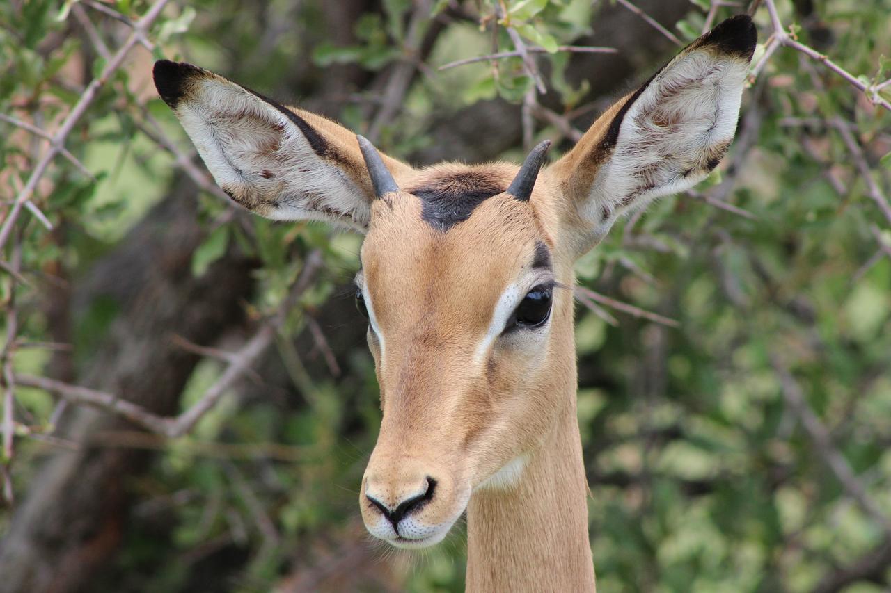 Woodpecker Lodge B&B Hoedspruit Esterno foto